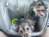 Bichon Frise  x Miniature Pinscher