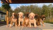 Boxer