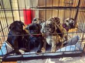 Pug