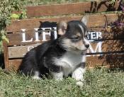 Pembroke welsh corgi