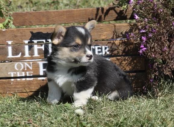 Pembroke welsh corgi