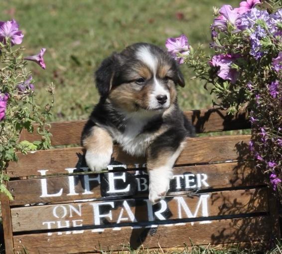 Pembroke welsh corgi