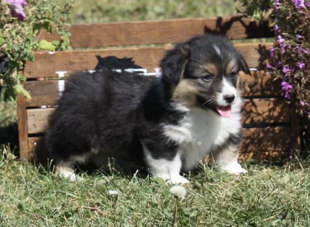 Pembroke welsh corgi