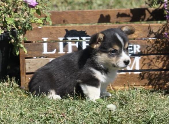 Pembroke welsh corgi