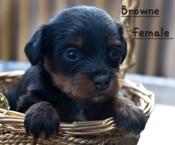 Yorkie poo