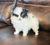 Pomeranian