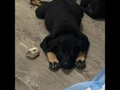 Rottweiler husky