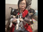Chihuahua