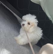 Maltipoo