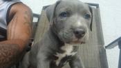 Presa canario mix