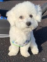 Bichon Frise