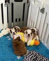 English Bulldog