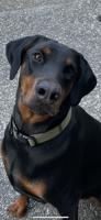 Doberman