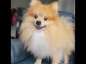 Pomeranian