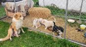 Shepherd - Rough Collie cross
