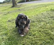 Cocker spaniel