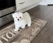 Maltese & Shitzu mix