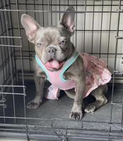 French bulldogs