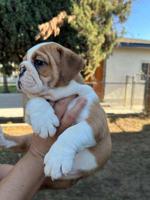 French bulldog