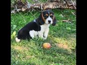 Beagles
