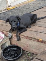 Border collie mix