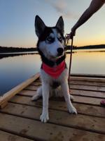 Siberian husky