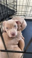 Bully/Staffy