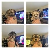 Morkie