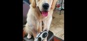Golden retriever