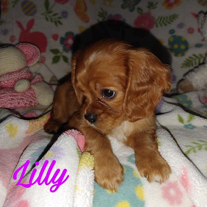 Cavalier King Charles Spaniel