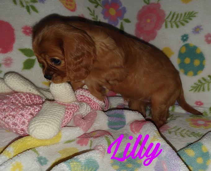 Cavalier King Charles Spaniel