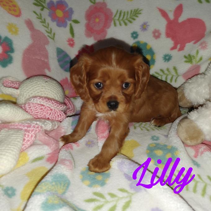 Cavalier King Charles Spaniel