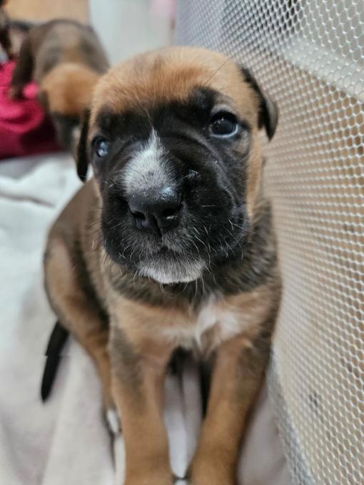 Boxer/Rottweiler
