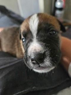 Boxer/Rottweiler