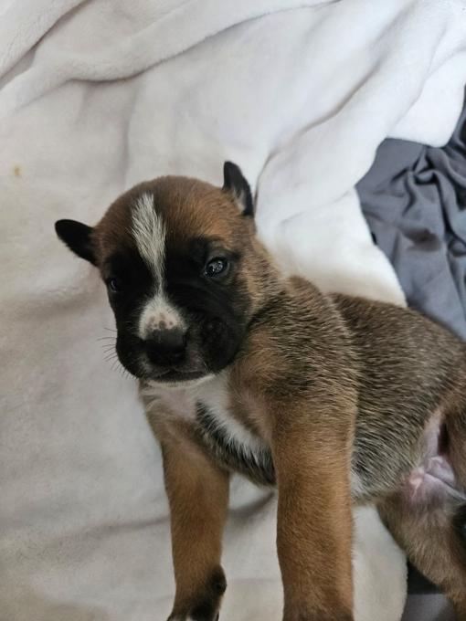 Boxer/Rottweiler