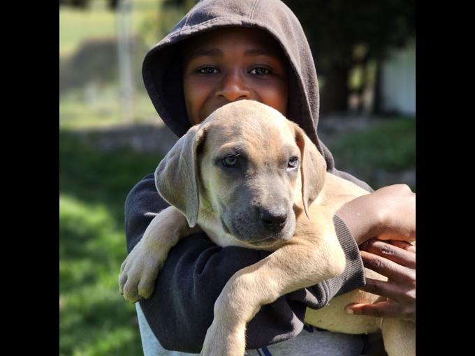 Great Danes