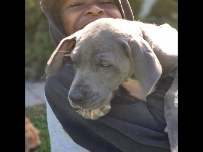 Great Danes