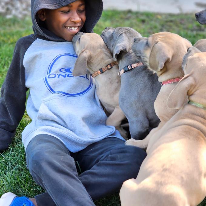 Great Danes