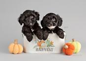 Shih Poo