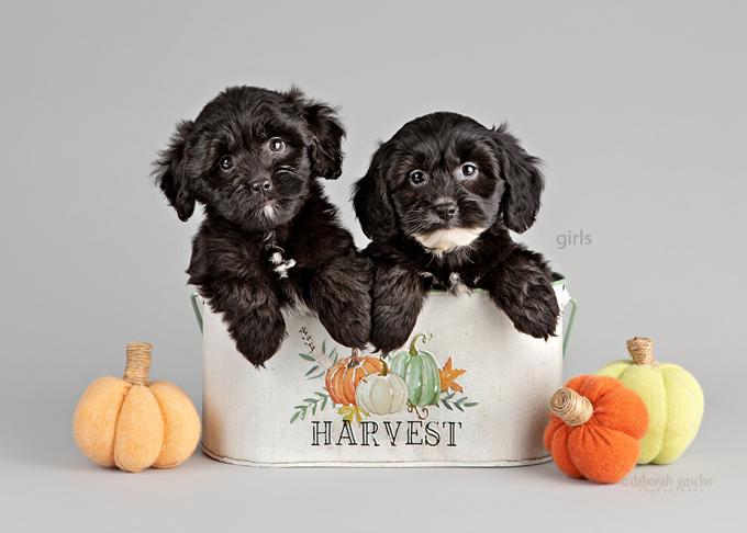Shih Poo