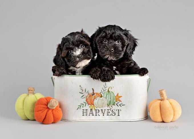 Shih Poo