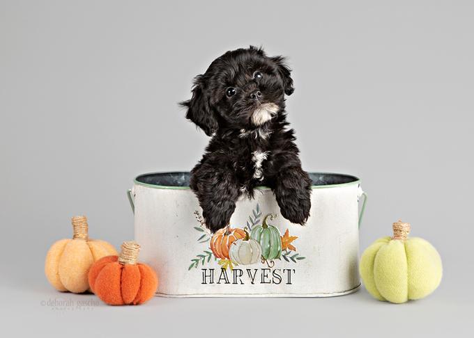 Shih Poo