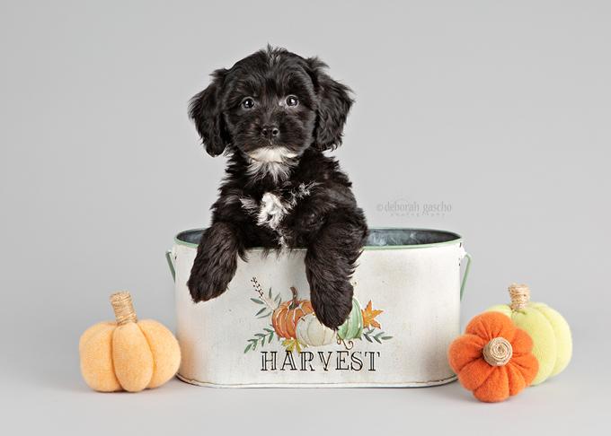 Shih Poo
