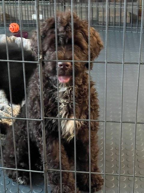 Portuguese Water Dog