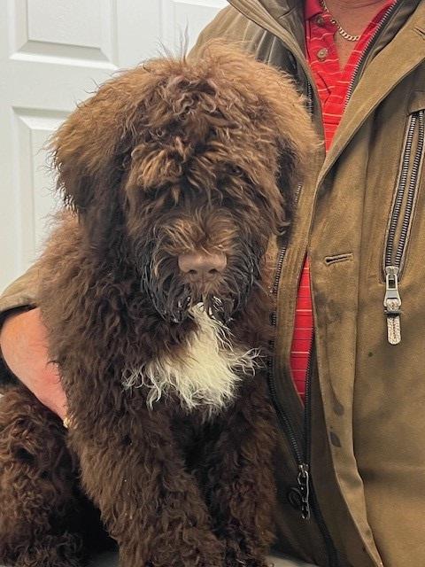Portuguese Water Dog