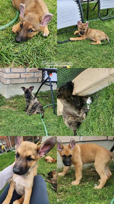 Dutch shepherd