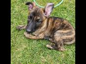 Dutch shepherd