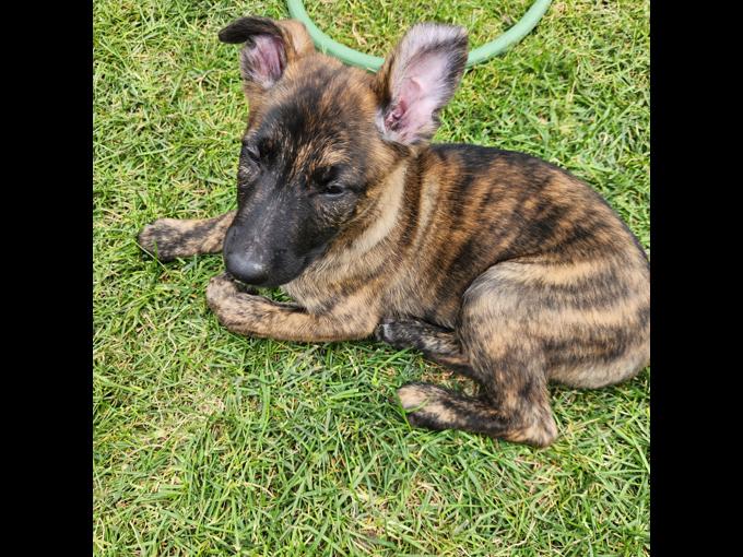 Dutch shepherd