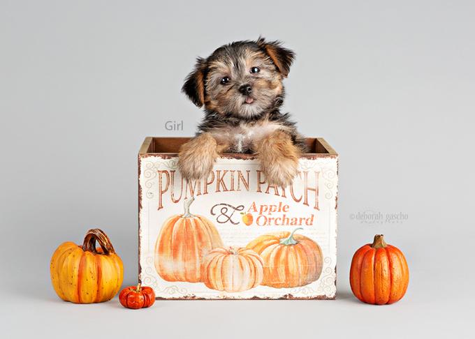 Morkie
