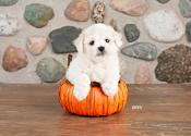 Bichon Poodle